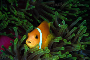 :)
/ Anemone fish / Maldives Clown
Digga Thila - South ... by Boris Pamikov 